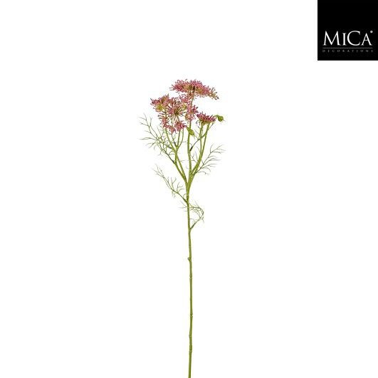 Daucus carota roze - l61cm